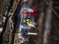 Great tit Parus major visiting bird feeder made from reused plastic bottle full with grains and sunflower seeds Royalty Free Stock Photo