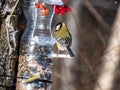 Great tit Parus major visiting bird feeder made from reused plastic bottle full with grains and sunflower seeds Royalty Free Stock Photo