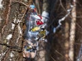 Great tit Parus major visiting bird feeder made from reused plastic bottle full with grains and sunflower seeds Royalty Free Stock Photo