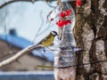 Great tit Parus major visiting bird feeder made from reused plastic bottle full with grains and sunflower seeds Royalty Free Stock Photo