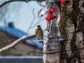 Great tit Parus major visiting bird feeder made from reused plastic bottle full with grains and sunflower seeds Royalty Free Stock Photo