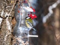 Great tit Parus major visiting bird feeder made from reused plastic bottle full with grains and sunflower seeds Royalty Free Stock Photo