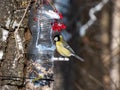 Great tit Parus major visiting bird feeder made from reused plastic bottle full with grains and sunflower seeds Royalty Free Stock Photo