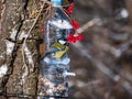 Great tit Parus major visiting bird feeder made from reused plastic bottle full with grains and sunflower seeds Royalty Free Stock Photo