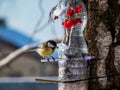 Great tit Parus major visiting bird feeder made from reused plastic bottle full with grains and sunflower seeds Royalty Free Stock Photo