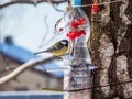 Great tit Parus major visiting bird feeder made from reused plastic bottle full with grains and sunflower seeds Royalty Free Stock Photo