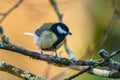 Great Tit, Parus major in winter time Royalty Free Stock Photo