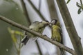 Great tit (Parus major) Royalty Free Stock Photo