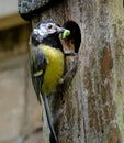 The great tit is a passerine bird in the tit family Paridae.