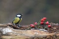 A great tit perched up on dead wood