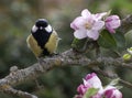 Great Tit perched on apple tree in blossom