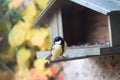 Great tit perched on a birdhouse for biodiversity and ornithology