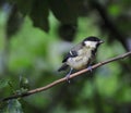 Great tit perched on a branch.