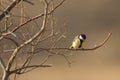 Great tit perched on a branch, singing Royalty Free Stock Photo