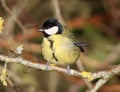 Great tit perched on branch in sunlight