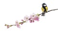 Great tit perched on a flowering branch, Parus major, isolated o Royalty Free Stock Photo