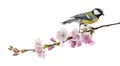 Great tit perched on a flowering branch, Parus major, isolated o Royalty Free Stock Photo