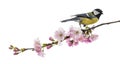 Great tit perched on a flowering branch, Parus major, isolated o Royalty Free Stock Photo