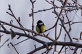 Great Tit perched on a tree branch.