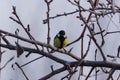 Great Tit perched on a tree branch.