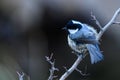 Great Tit, or Periparus ater, perched on its twig. Royalty Free Stock Photo