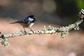 Great Tit, or Periparus ater, perched on its twig. Royalty Free Stock Photo