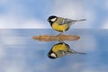 Great tit is reflected in water Royalty Free Stock Photo