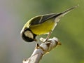 Great tit Royalty Free Stock Photo