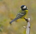 Great tit Royalty Free Stock Photo