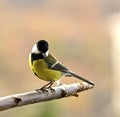Great tit Royalty Free Stock Photo