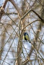 Great Tit resting on a branch in springtime Royalty Free Stock Photo