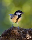 Great tit on a rock in the forest