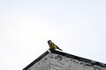 Great Tit on the roof.