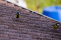 great tit on the roof in search of food, the great tit, belonging to the same family as sparrows, coexists peacefully with humans.