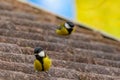 great tit on the roof in search of food, the great tit, belonging to the same family as sparrows, coexists peacefully with humans.