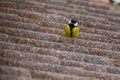 great tit on the roof in search of food, the great tit, belonging to the same family as sparrows, coexists peacefully with humans.