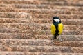 great tit on the roof in search of food, the great tit, belonging to the same family as sparrows, coexists peacefully with humans.