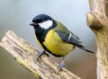 Great Tit