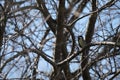 Great tit singing on a branch. Tiny yellow bird on a tree in nature singing