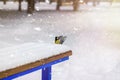 Great tit sits on bench covered snow in winter park, snowstorm. Royalty Free Stock Photo