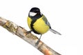 Great tit sits on a branch isolated on a white background. Royalty Free Stock Photo