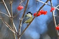 The great tit sits on the branches of viburnum. Red berries hang on the branches of a bush. Royalty Free Stock Photo