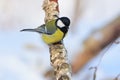 Great tit sits on a dry branch of birch sun reflect in eye. Royalty Free Stock Photo