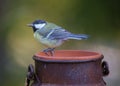 Great tit Royalty Free Stock Photo