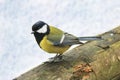 Great tit sits on an old stump. Forest bird Parus major Royalty Free Stock Photo