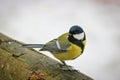 Great tit sits on an old stump. Forest bird Parus major Royalty Free Stock Photo