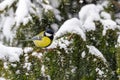 Great tit sits on spruce branch covered snow during a snowfall in winter forest. Royalty Free Stock Photo