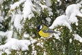 Great tit sits on spruce branch covered snow during a snowfall in winter forest. Royalty Free Stock Photo