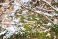 Great tit sits on spruce branch covered snow during a snowfall in winter forest. Royalty Free Stock Photo