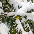 Great tit sits on spruce branch covered snow in winter forest. Royalty Free Stock Photo